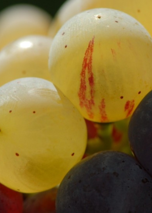 Farbmutation roter zu weissem Riesling ANT 1488
